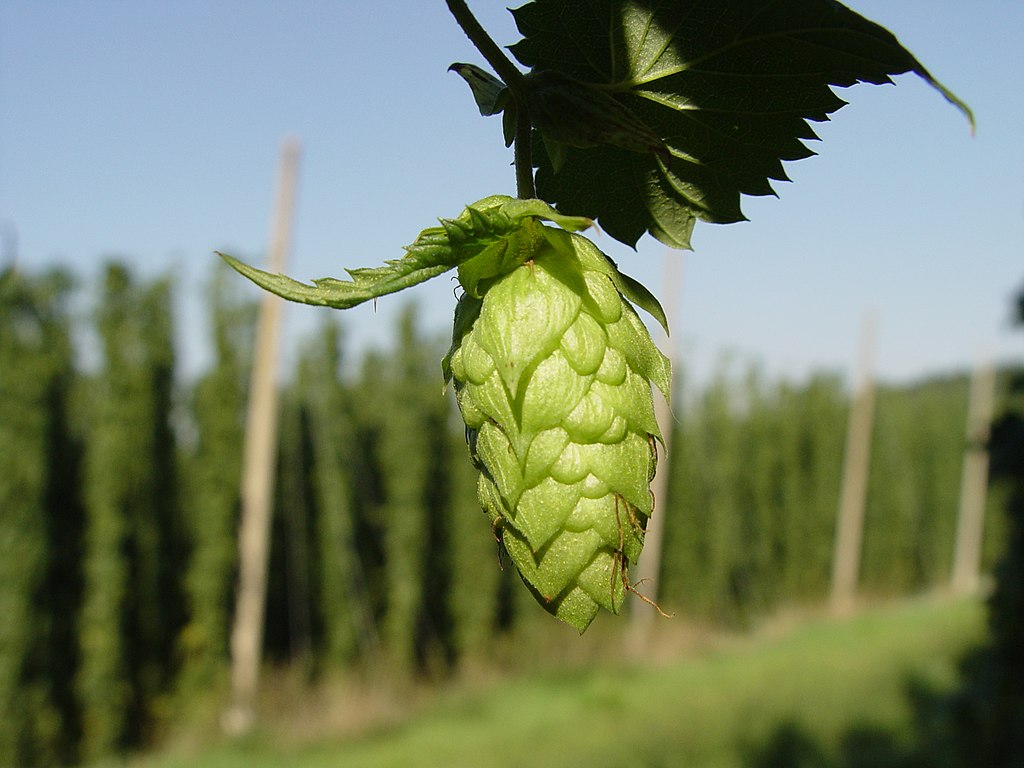 hop flower